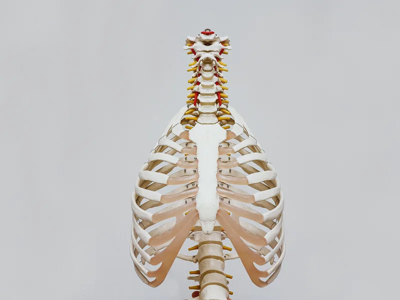 How X-Rays works at Big Spirit Chiropractic